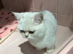 -FAELING PETS美天灵宠物(富力广场店)