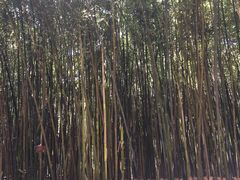 -宝鸡植物园