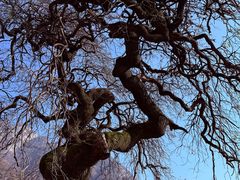 -秦岭终南山世界地质公园翠华山景区