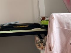 -伟伟宠物医院·瑞派猫友好医院·猫科(光谷店)