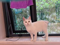 -北京观赏动物医院·24小时大型综合·猫专科·异宠专科