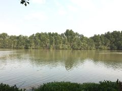 景点-大湾区中央湿地公园