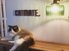 -Catmate·猫肥家润(金润铂宫店)