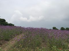 -西京湾花海