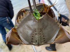 -北海金海湾红树林生态旅游区