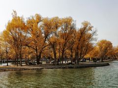 -金塔沙漠胡杨林景区