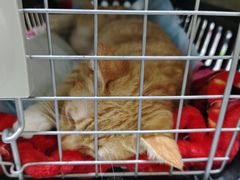 -千城康桥宠物医院·猫科·骨科·心脏