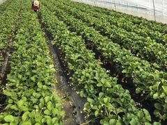 -喜杨洋草莓采摘园