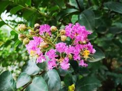 -中国科学院华南植物园