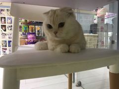 -喵的天空名猫咖啡馆·撸猫·猫舍·用品