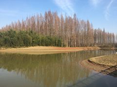 -黄海国家森林公园