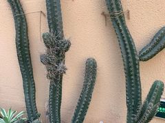 -正佳雨林生态植物园