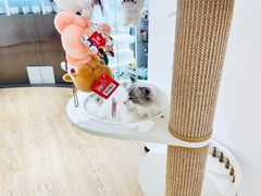 -1013 PET SHOP精品宠物商店(丁香店)