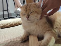 -Heymao猫咖.咖啡厅(东门店)