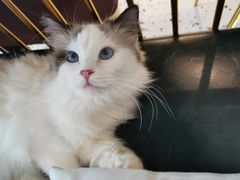 -喵喵咪呀布偶猫咖(春熙路店)