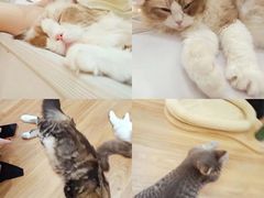 -COLOR PETS 撸猫馆·购猫·猫咖(长风大悦城店)