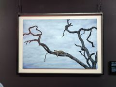 -罗红摄影艺术馆