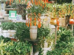 -大自然花鸟鱼虫市场