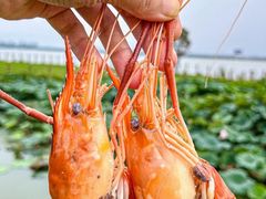 -七的湖·晚芳亭·阳澄湖农家菜·大闸蟹(莲花岛店)