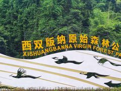 -西双版纳原始森林公园