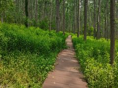 -合肥滨湖国家森林公园