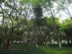 -江心屿景区