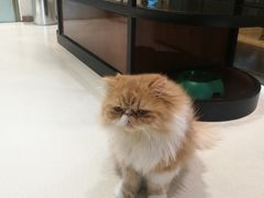 -藏猫猫咖啡主题馆(中央大道店)