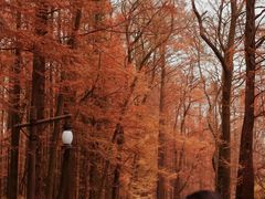 -山王坪喀斯特国家生态公园