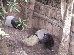 -清迈夜间动物园