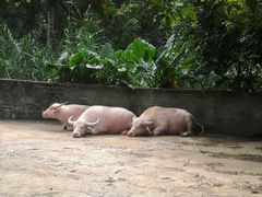 -海南热带野生动植物园
