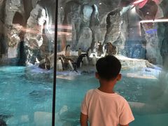 -帝企鹅自助餐厅•儿童岛•真企鹅(长隆企鹅酒店)