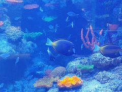 -海合安青岛极地海洋公园