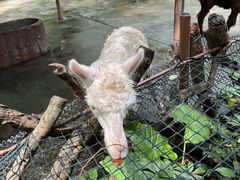 -深圳野生动物园