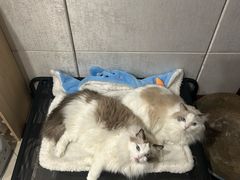 -老吴的猫·猫舍(新区店)
