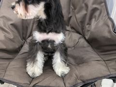 -翊宠yipet猫狗购宠庄园
