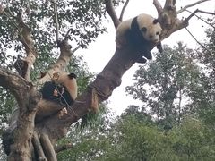 -都江堰中华大熊猫苑