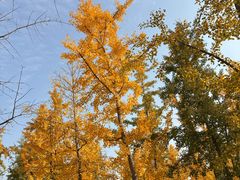 -汉长安城未央宫国家考古遗址公园