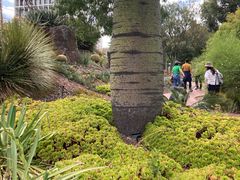 -墨尔本皇家植物园