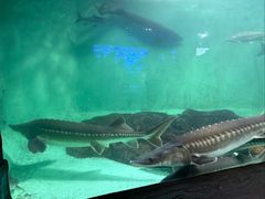 -太平洋海底世界