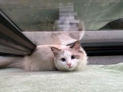 -翊宠yipet猫狗购宠庄园犬舍•猫舍