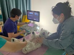 -北京观赏动物医院·24小时大型综合·猫专科·异宠专科