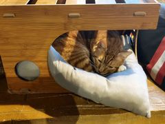 -猫猫幼稚园·撸猫·桌游·电玩