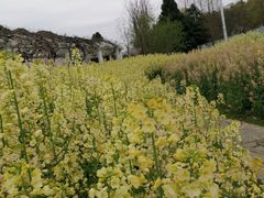 -苏州上方山国家森林公园