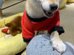 -逗柴咖啡屋·狗咖猫咖宠物桌游