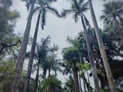 -中国科学院华南植物园