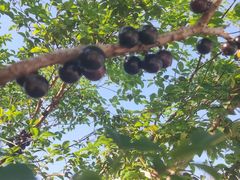 -寮步香市古镇休闲景区