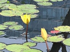 -合肥滨湖国家森林公园