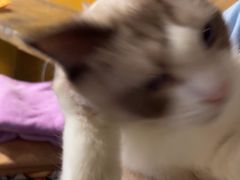 -猫猫幼稚园·撸猫·桌游·电玩