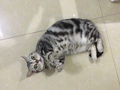 -仁华宠物医院(青羊店)