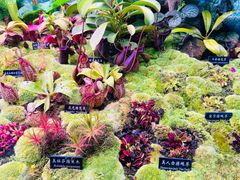 -中国科学院西双版纳热带植物园